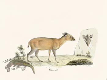 Cuvier 049 Grimm Male